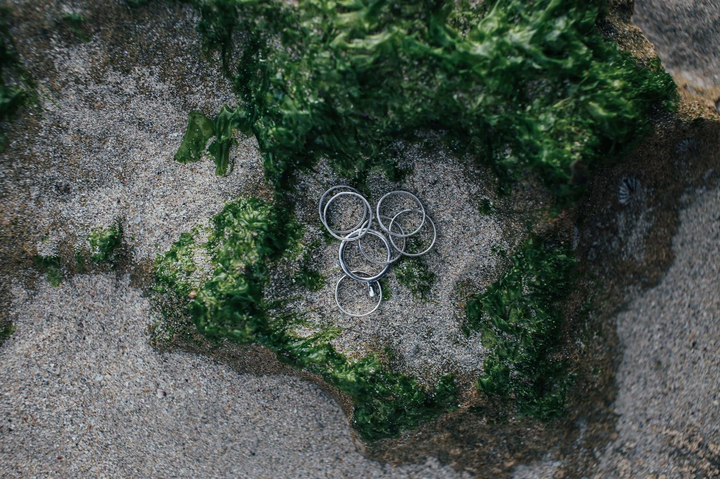 Tre sølvringe i sand mellem grøn tang på stranden